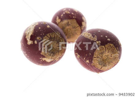 Prickly pear cactus ( Opuntia ficus-indica ) with red fruits Prickly pear cactus ( Opuntia ficus-indica ) with red fruits 9483902
