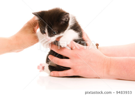 Adorable young cat in womans hand 9483933