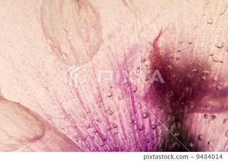 Frozen flowers. blossoms in the ice cube Frozen flowers. blossoms in the ice cube 9484014