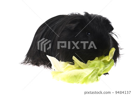 guinea pig isolated on the white background 9484137