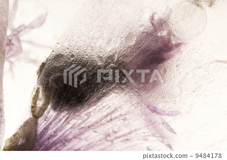 Frozen flowers. blossoms in the ice cube 9484178