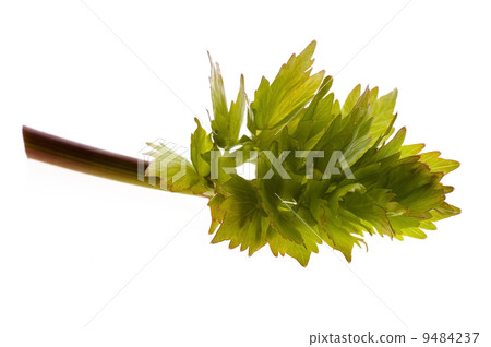 fresh lovage 9484237