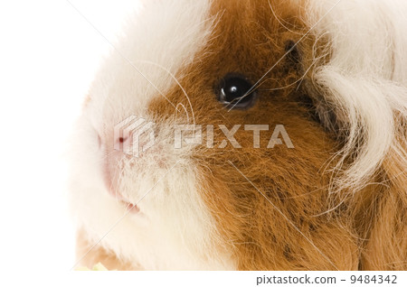 guinea pig isolated on the white background guinea pig isolated on the white background 9484342