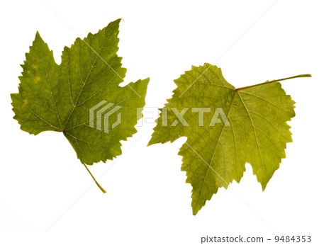 wine. one leaf - two sides 9484353