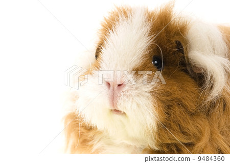 guinea pig isolated on the white background 9484360