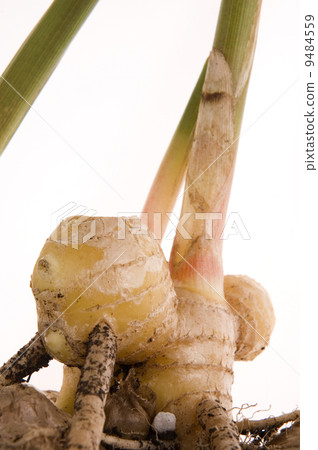 fresh ginger root. plant 9484559