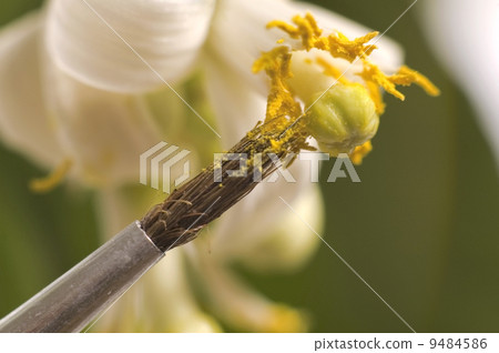 lemon tree. pollen - in vitro :) 9484586