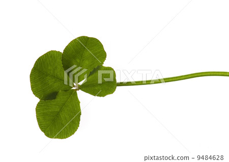 Four Leaf Clover isolated on the white background 9484628