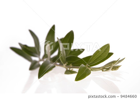 olive branch 9484660
