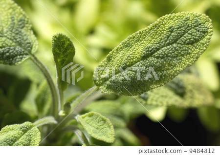 fresh salvia fresh salvia 9484812