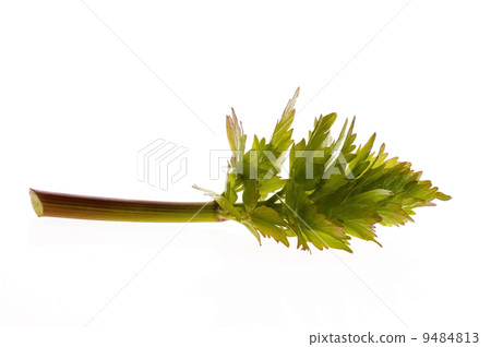 fresh lovage fresh lovage 9484813