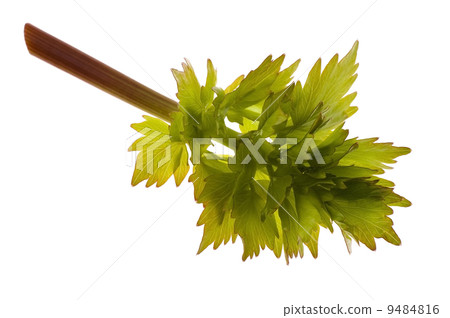 fresh lovage fresh lovage 9484816