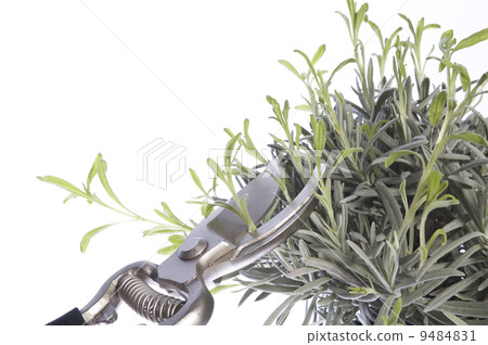 pruning the plants 9484831