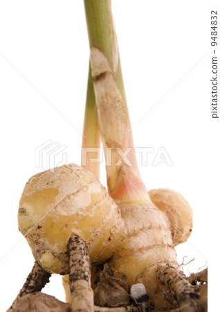 fresh ginger root. plant 9484832
