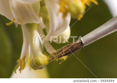 lemon tree. pollen - in vitro :) lemon tree. pollen - in vitro :) 9484844