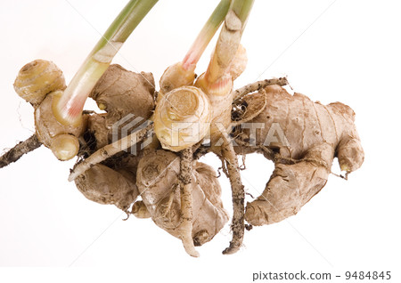 fresh ginger root. plant 9484845