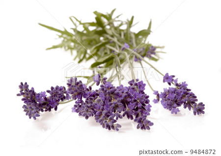 lavender lavender 9484872