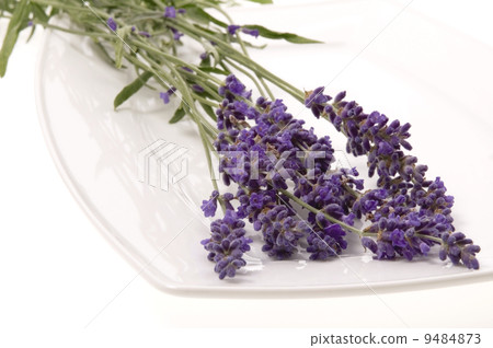 lavender lavender 9484873