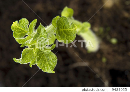 growing potato 9485055