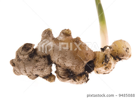 fresh ginger root. plant fresh ginger root. plant 9485088