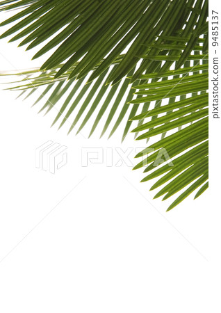 palm leaves palm leaves 9485137