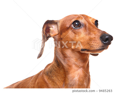dachshund over white background 9485263