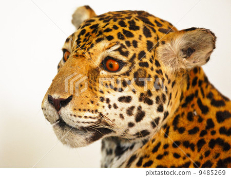 specimen jaguar 9485269