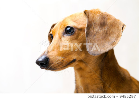 Dachshund dog Dachshund dog 9485297