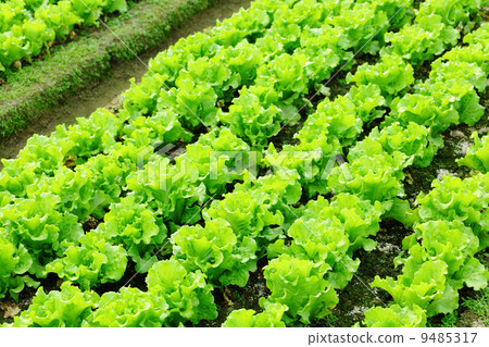 lettuce plant in field lettuce plant in field 9485317