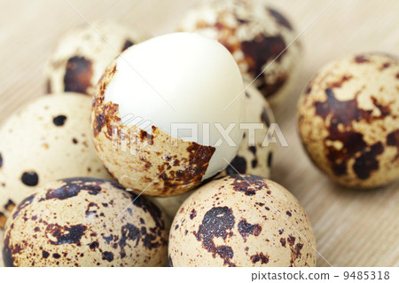quail eggs quail eggs 9485318