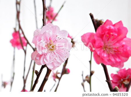 cherry blossoms for chinese new year 9485320