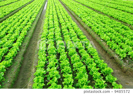 lettuce plant in field lettuce plant in field 9485572