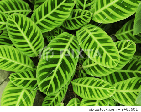 green leaf background green leaf background 9485601