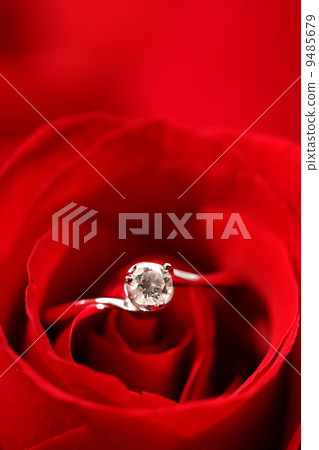 rose with ring rose with ring 9485679