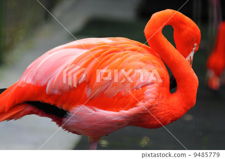red flamingo 9485779