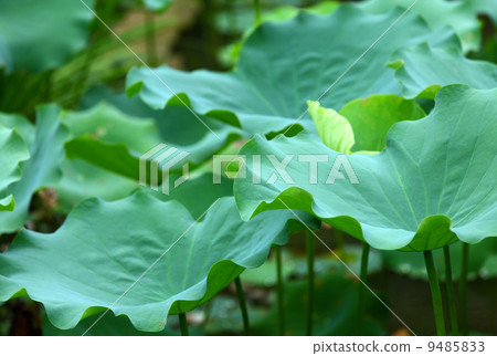 Lotus leaf pond 9485833