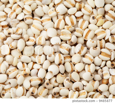 Coixseed close up 9485877