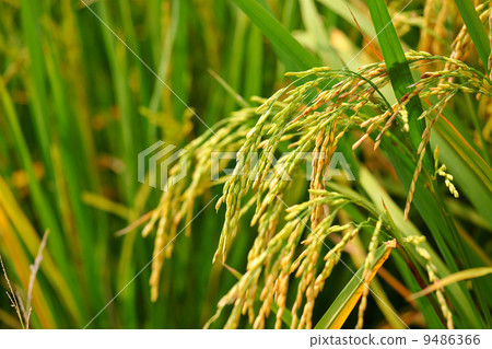 paddy rice field 9486366