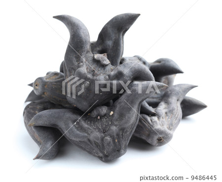Horn shaped water caltrop 9486445