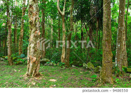 green forest 9486550