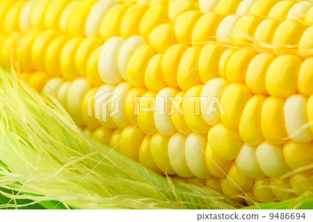 corn cob with green leaves 9486694