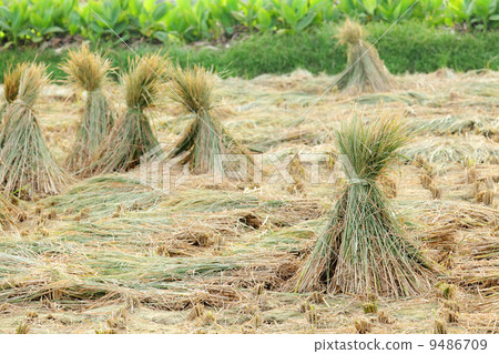 harvested rice field harvested rice field 9486709