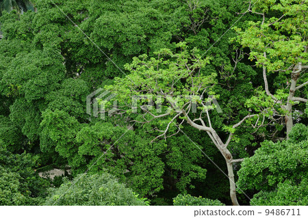 forest view from high forest view from high 9486711