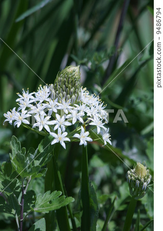 It is called Ohira Hisashi Owatsubo Schiller Perubiana. It is called Ohira Hisashi Owatsubo Schiller Perubiana. 9486794