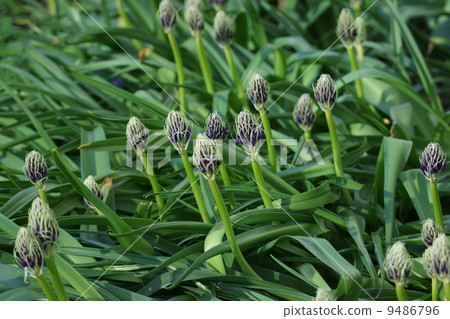 它被稱為Ohira Hisashi Owatsubo Schiller Perubiana。 9486796