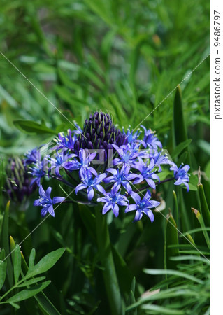 它被稱為Ohira Hisashi Owatsubo Schiller Perubiana。 9486797