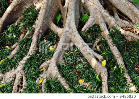 tree root tree root 9486820