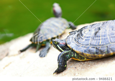 turtle turtle 9486821