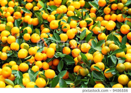 Mandarin for Chinese New Year 9486886
