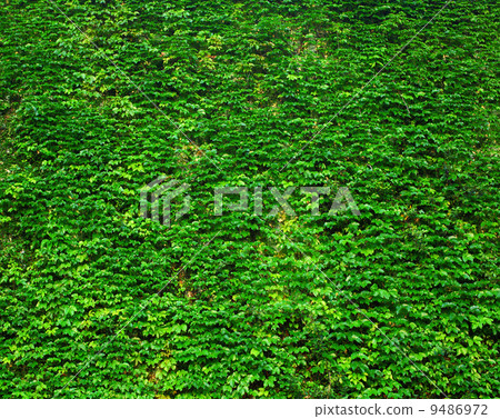 Green Wall 9486972